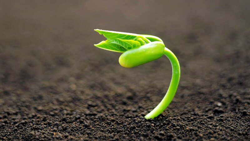 sprouting green seedling