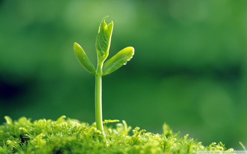 Sprouting Green Seedling — Serene, Morning