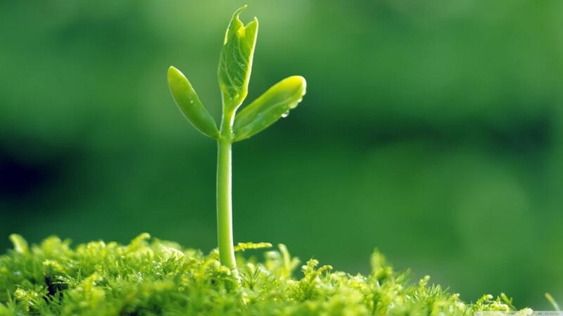 Sprouting Green Seedling — Serene