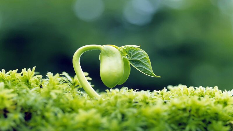 sprouting green seedling