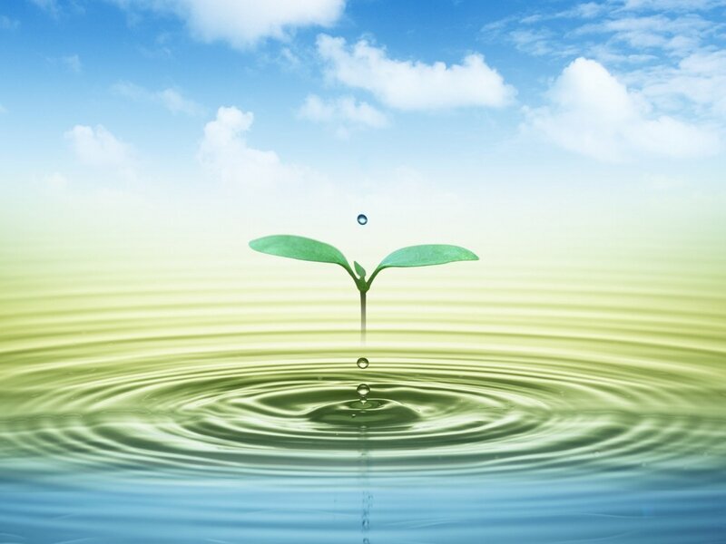 Sprouting Seedling — Blue, Serene, Morning