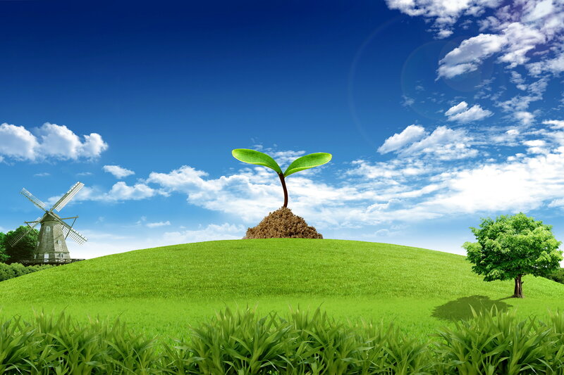 Sprouting Seedling — Green, Serene, Afternoon
