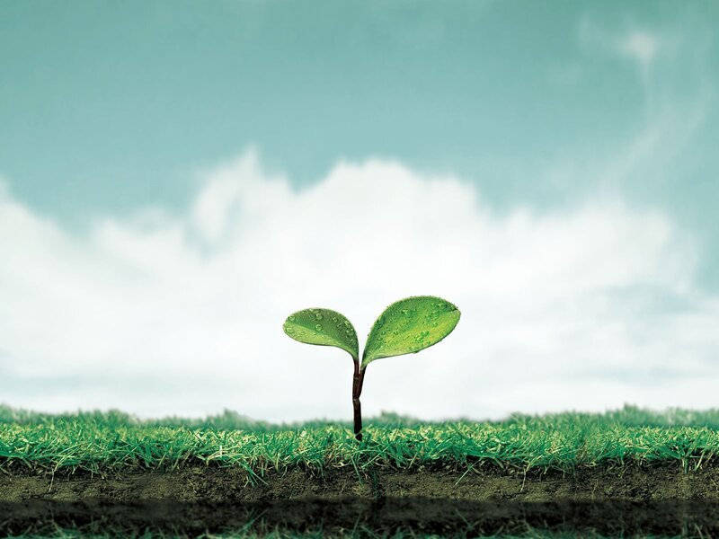 Sprouting Seedling — Green, Serene, Morning, Photograph