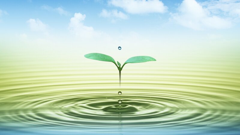 Sprouting Seedling — Green, Serene, Morning