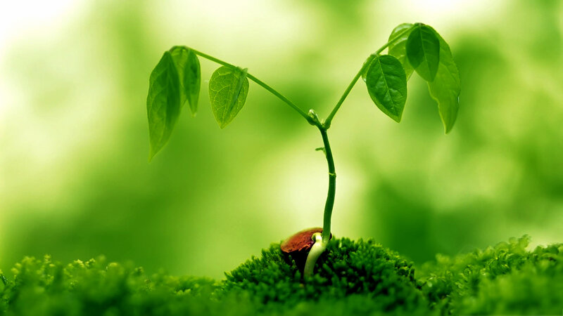Sprouting Seedling — Green, Serene, Photograph
