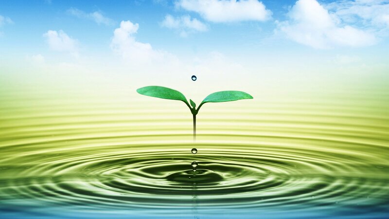 Sprouting Seedling — Green, Serene