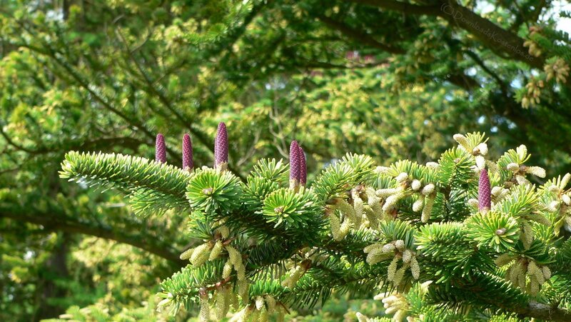 Spruce Branch with Cones