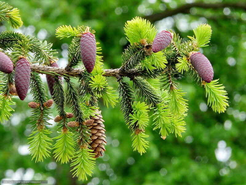 Spruce Cones on Branch