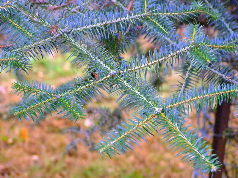 Spruce Tree Branch