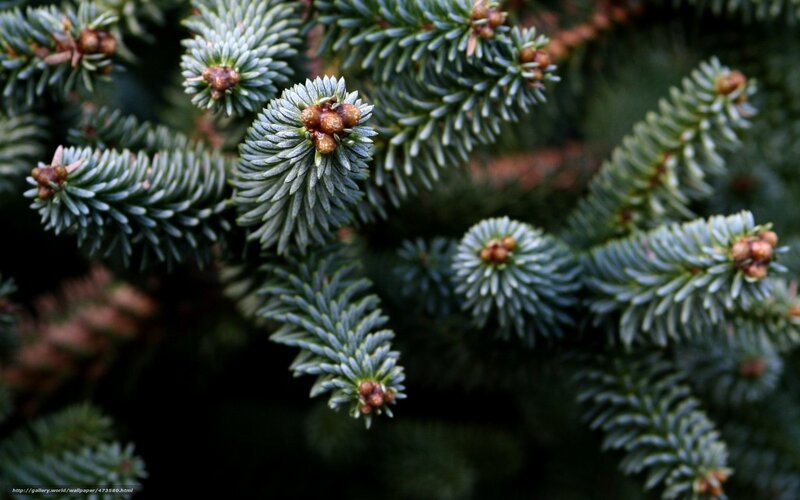 Spruce Tree Branches — Green, Natural, Photograph, Needles