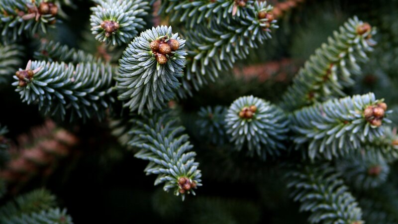 Spruce Tree Branches — Green, Natural, Photograph