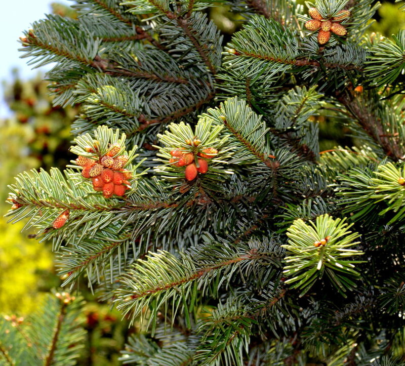 Spruce Tree Branches — Green, Natural