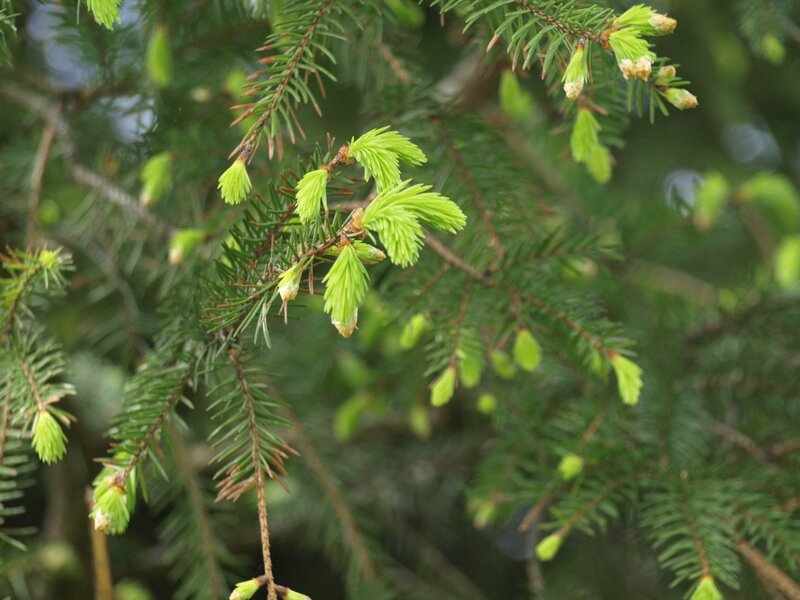 Spruce Tree Branches