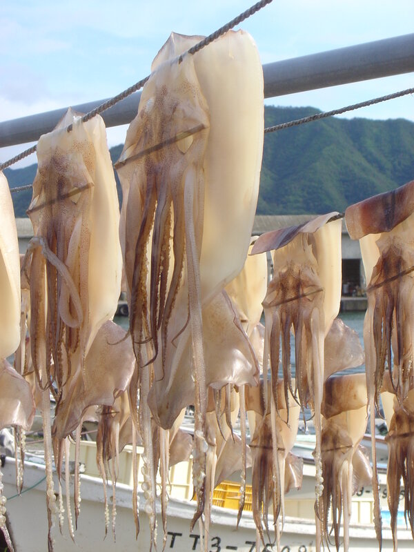 Squid drying in the sun