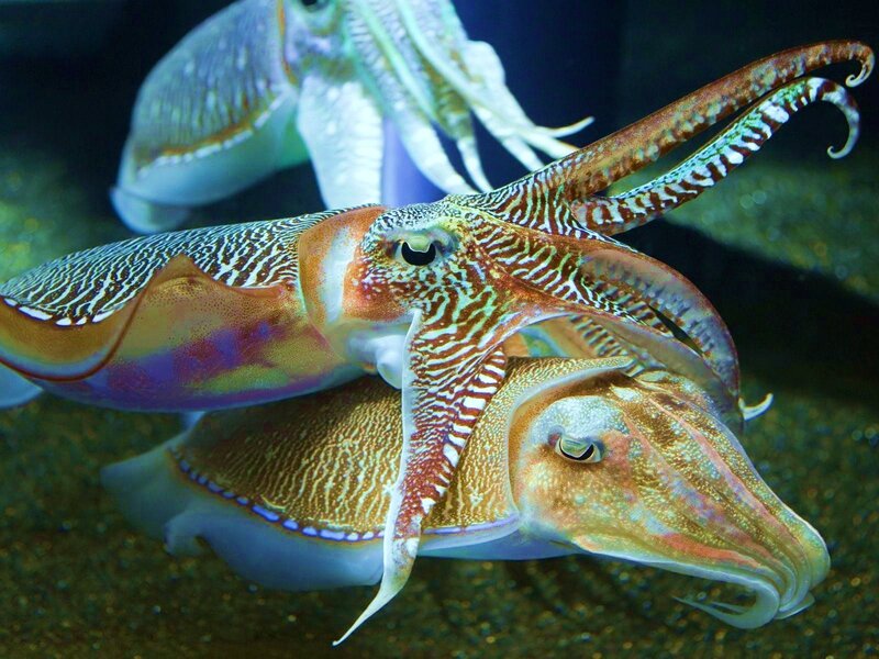 Squid in aquarium