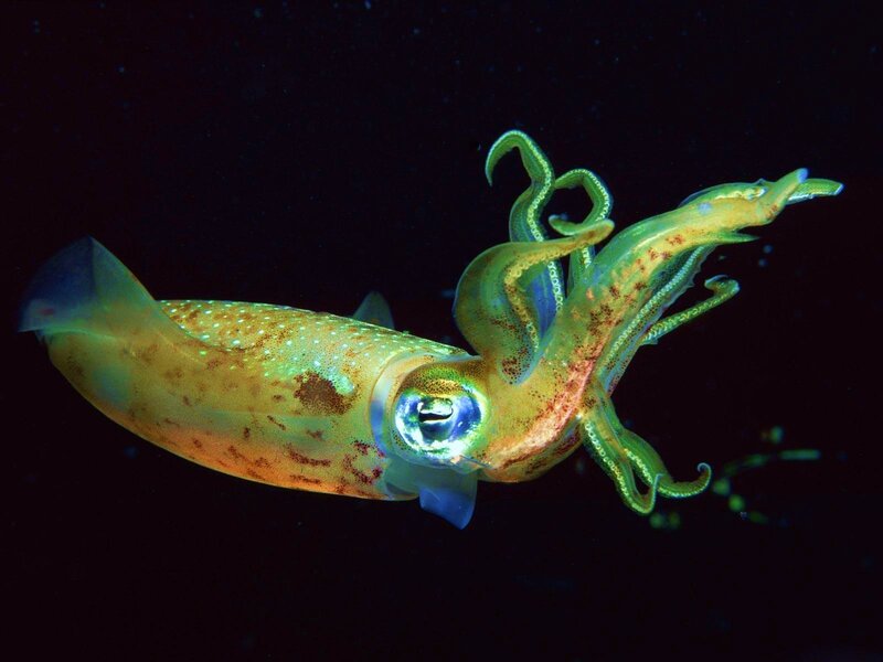Squid in bioluminescent light