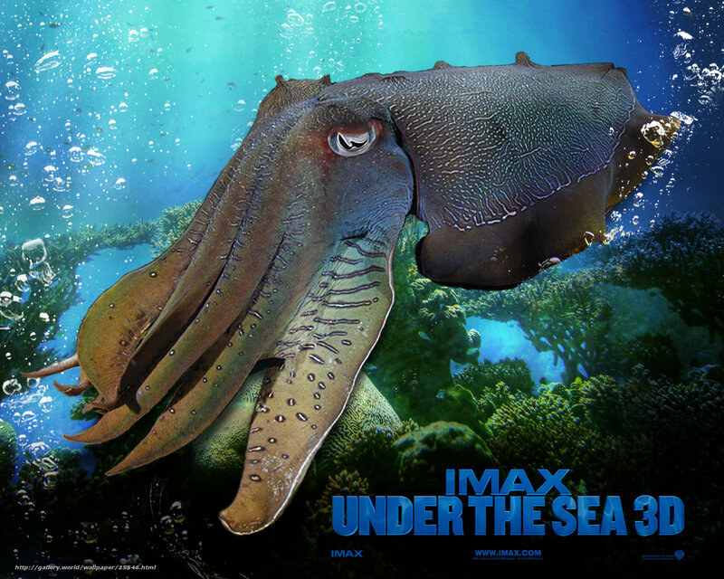 Squid in Coral Reef
