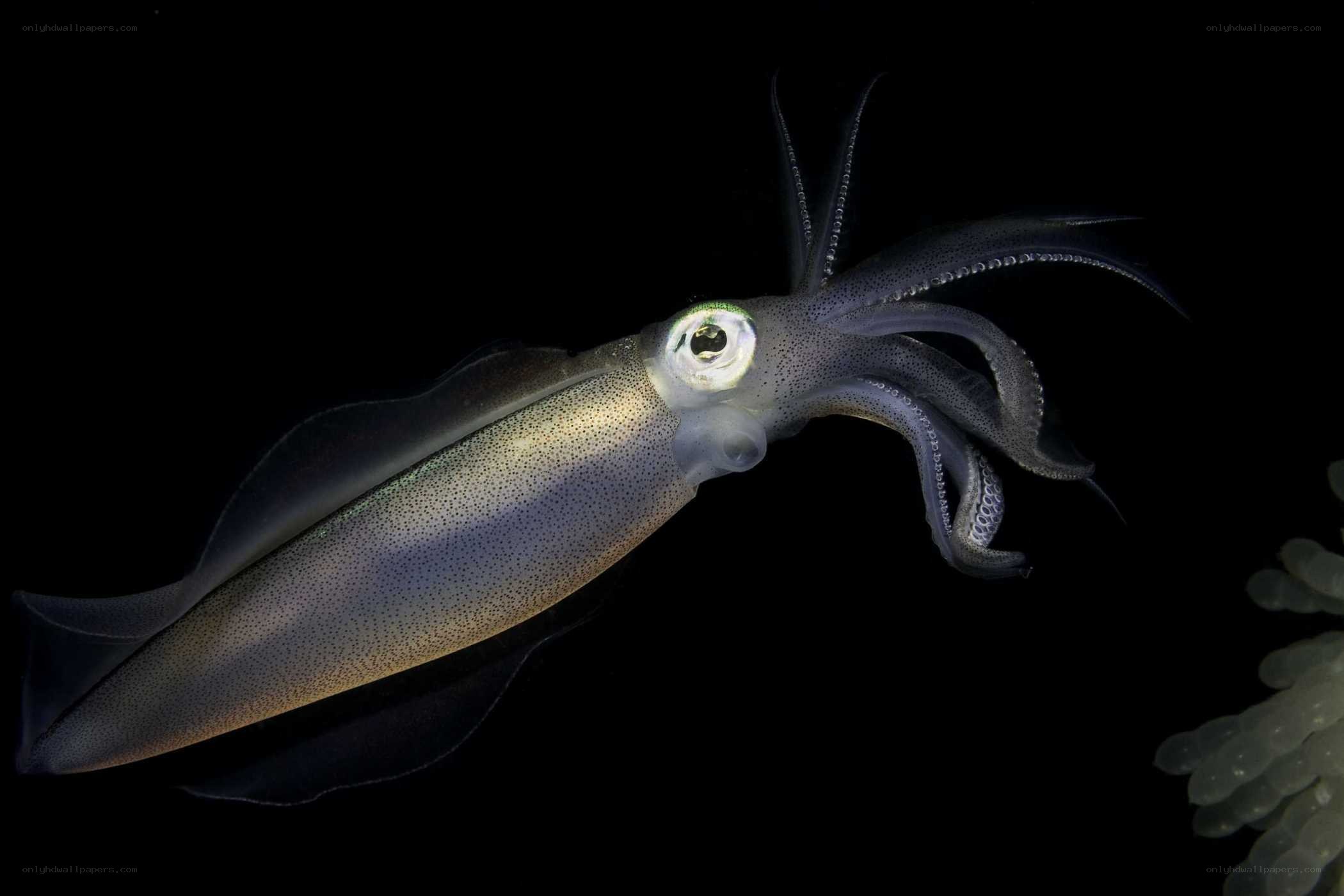 Squid in dark water