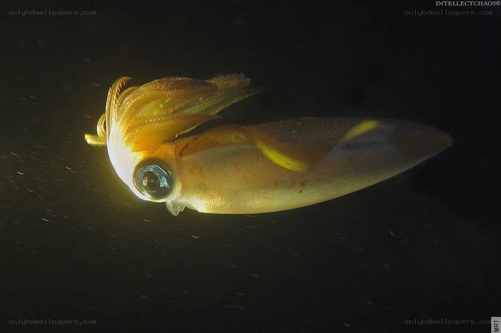 Squid in dark water
