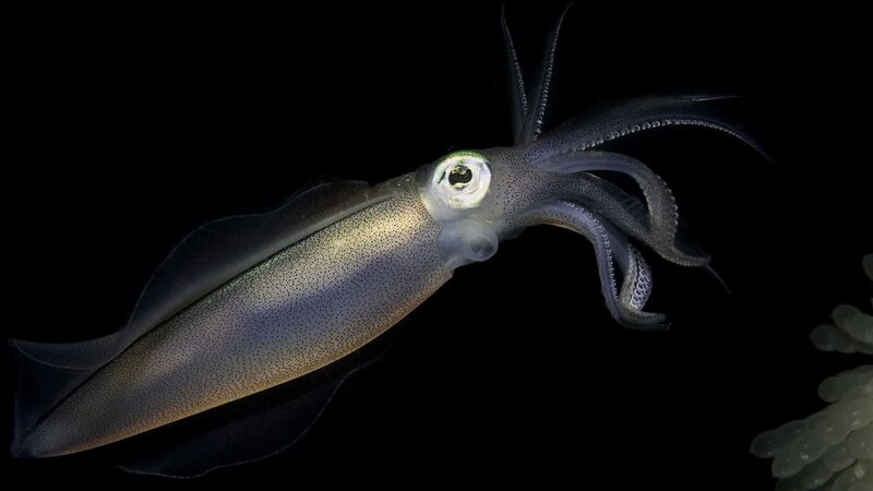 Squid in Dark Water — Black