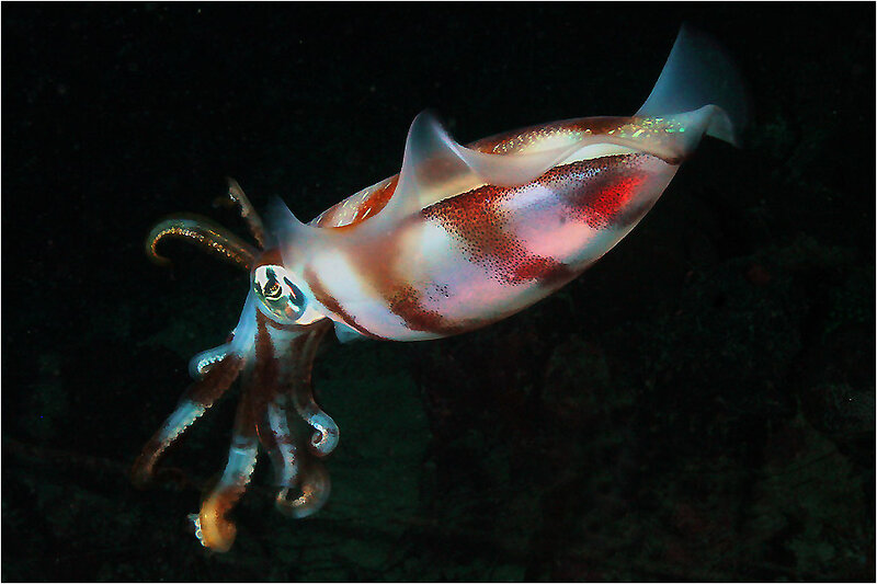Squid in Dark Water — White