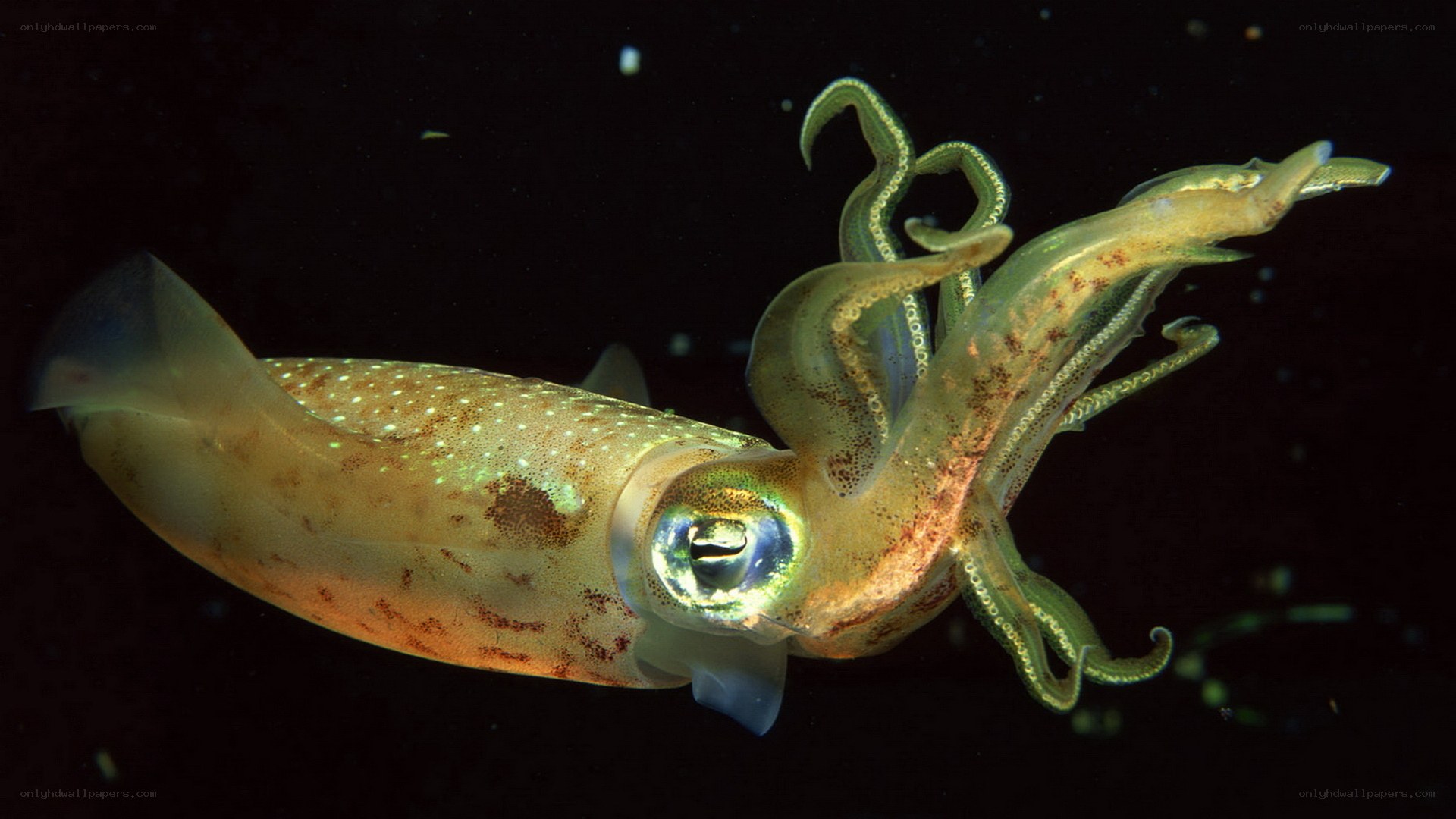 squid in dark water