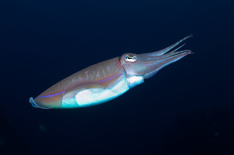 Squid in deep blue water