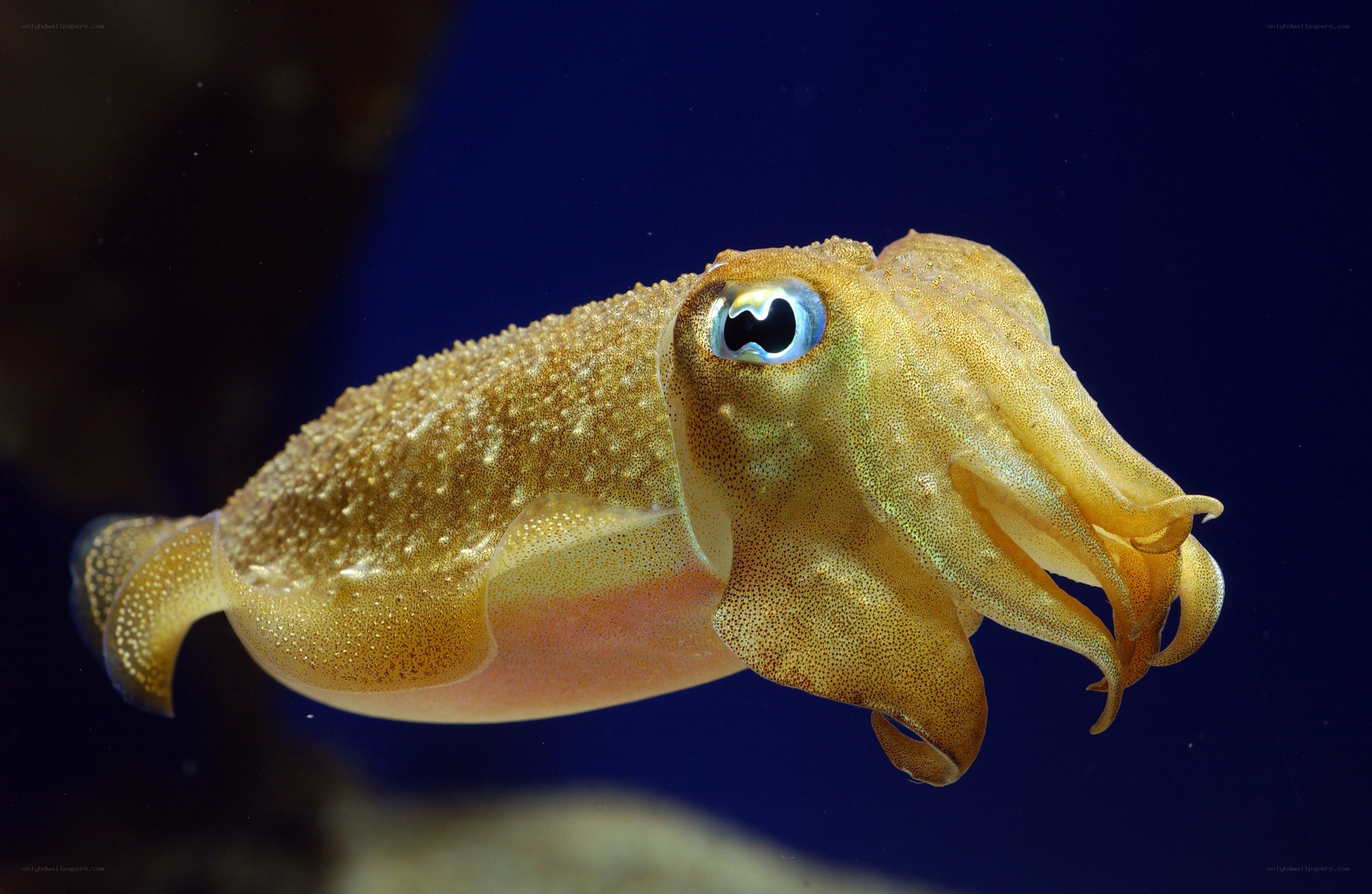 squid in deep blue water