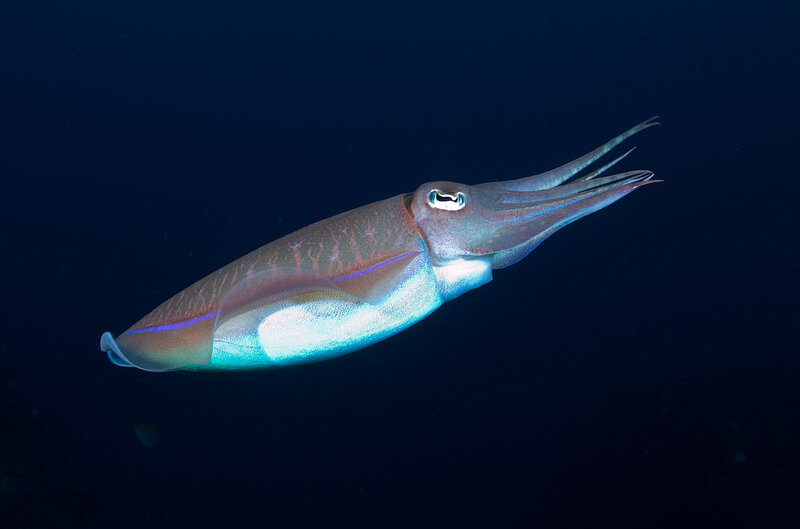 Squid in Deep Water — Blue