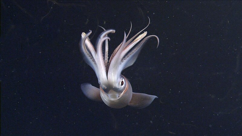 Squid in deep water