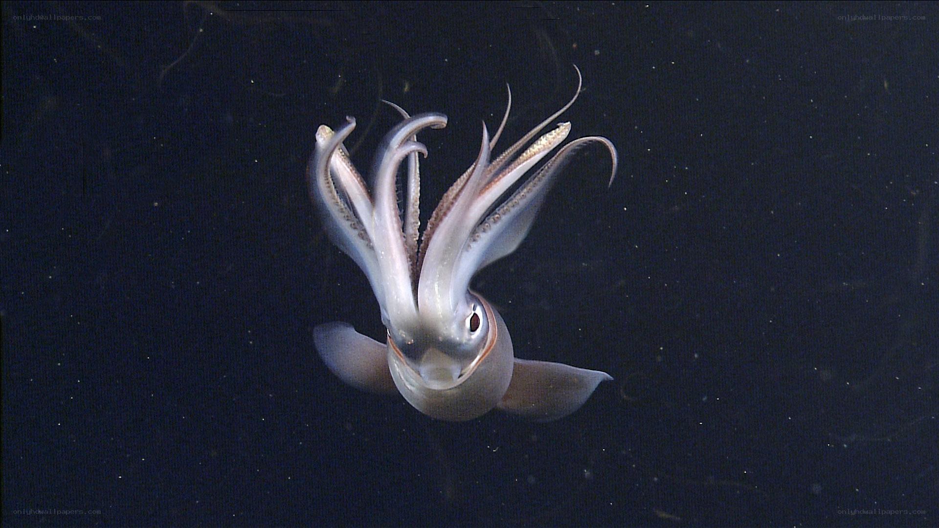 Squid in deep water
