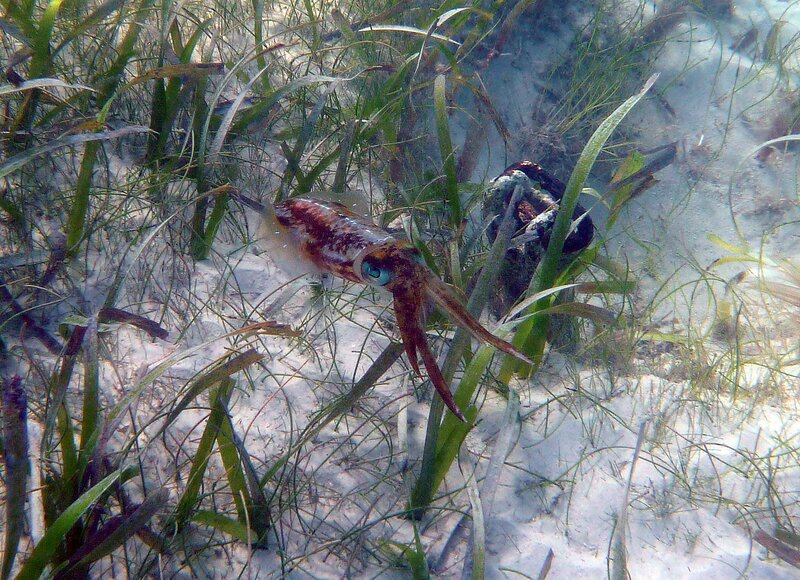 Squid in seagrass bed