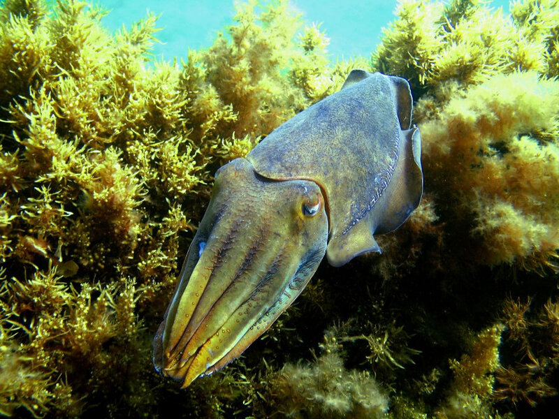Squid in seaweed
