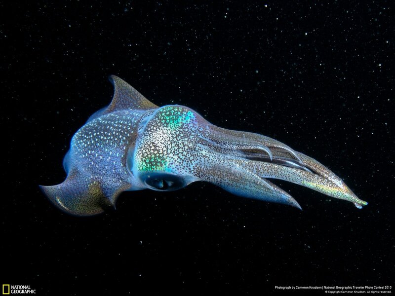 Squid in the deep sea