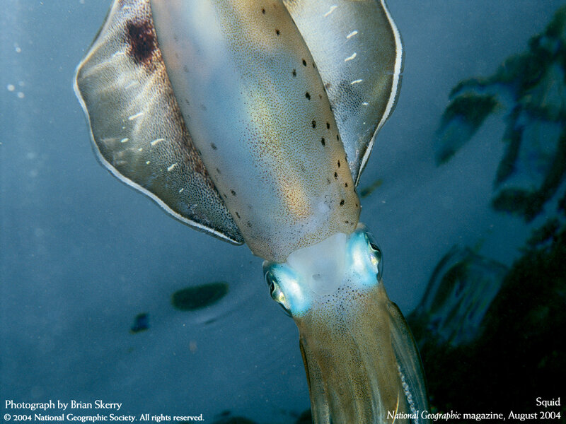 Squid in the ocean