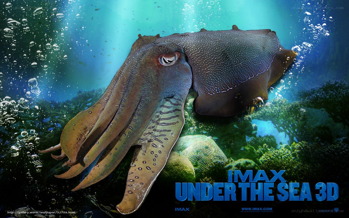 Squid in Underwater Scene