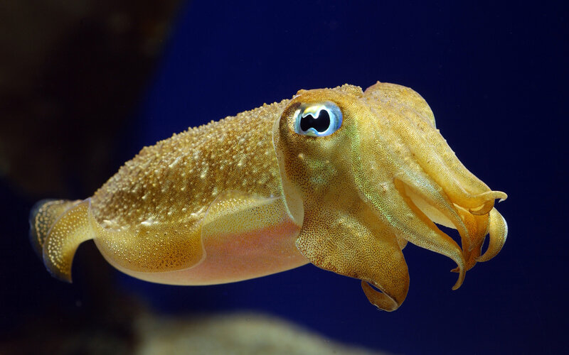 Squid in Water — Blue, Dramatic