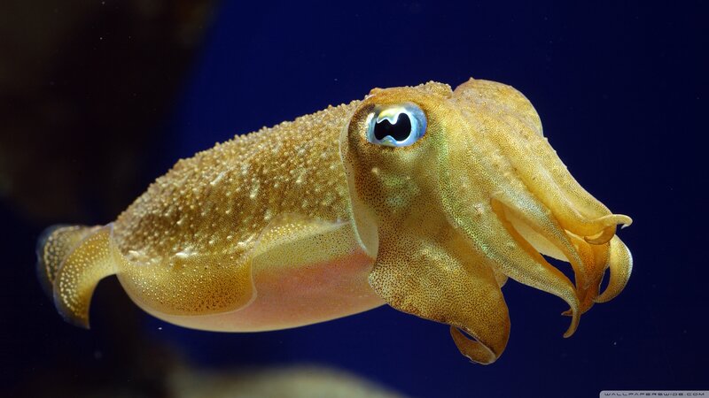 Squid in Water — Blue