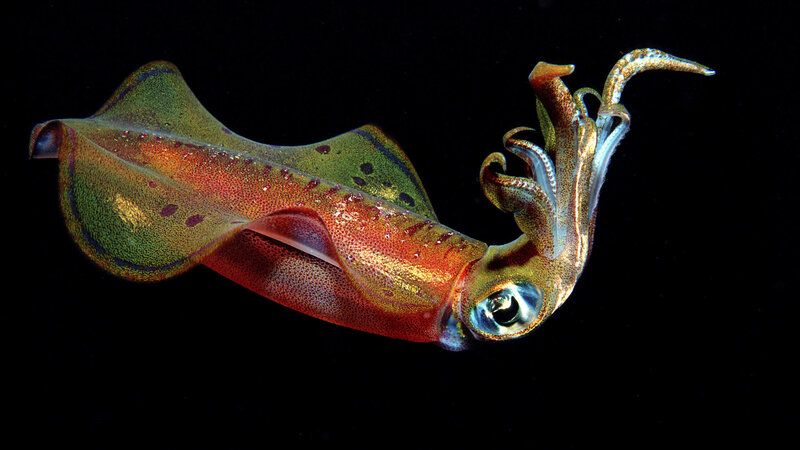 Squid in Water — Green