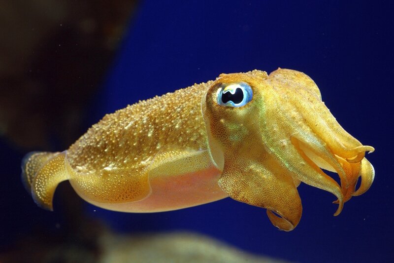 Squid in Water