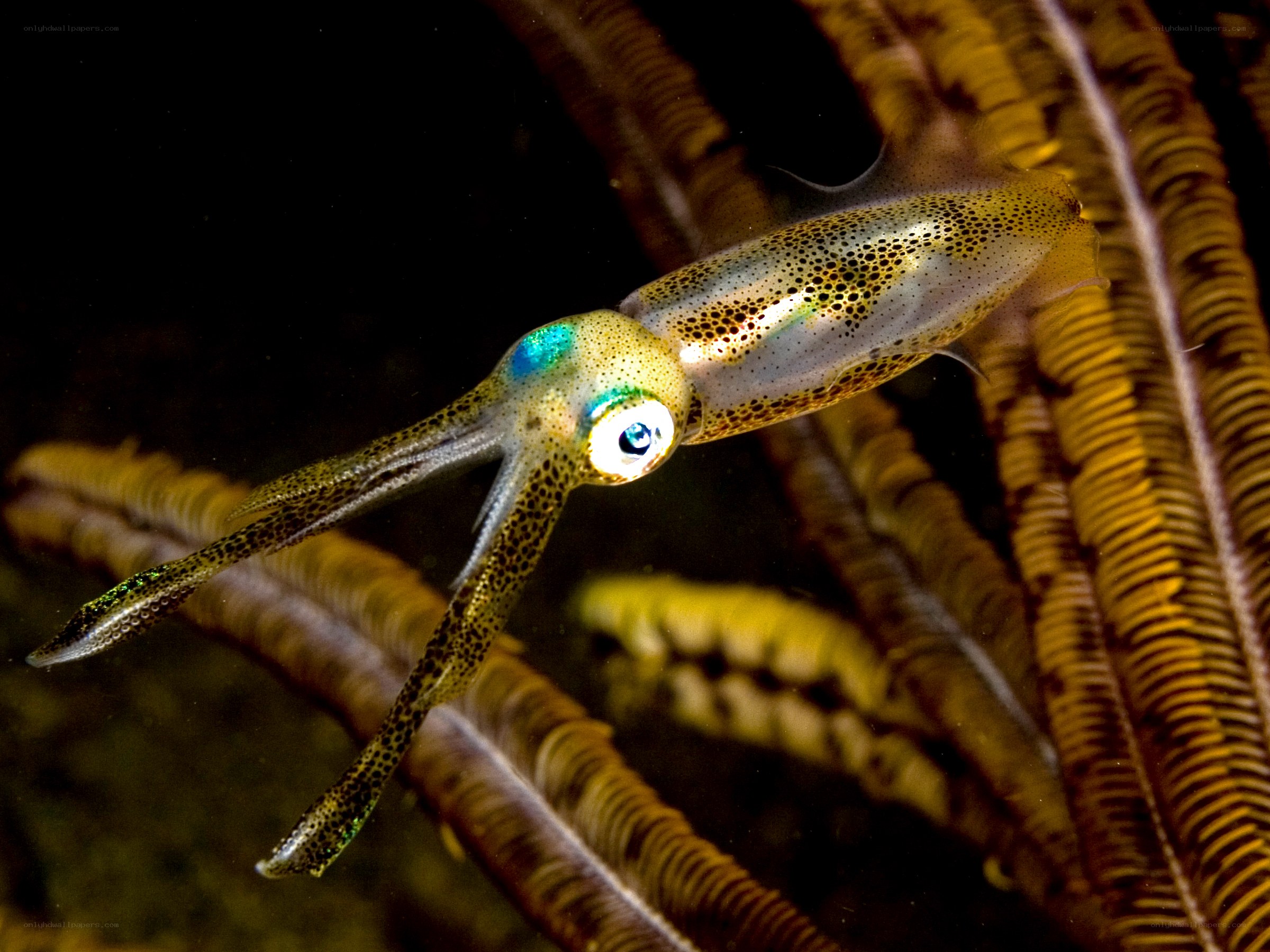 Squid near sea fan