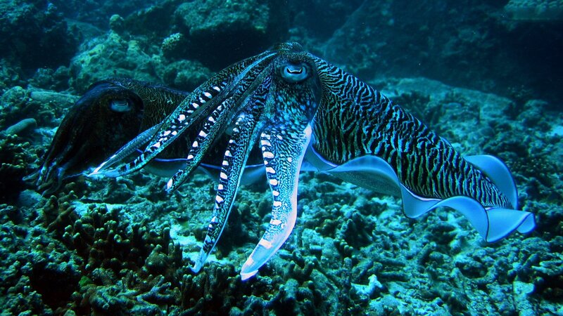 Squid on a coral reef