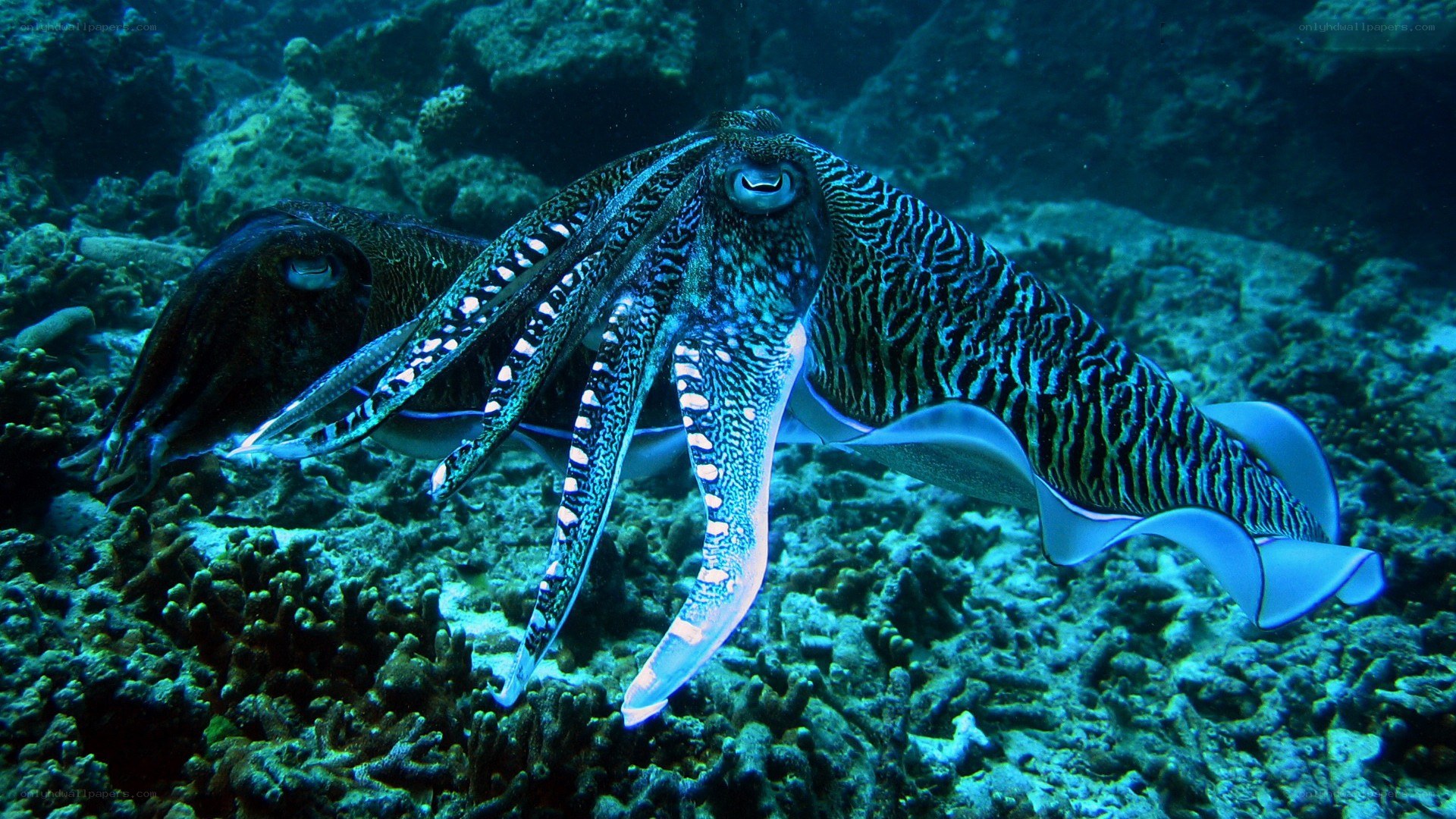 Squid on a coral reef