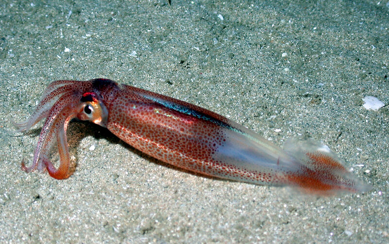 squid on the ocean floor