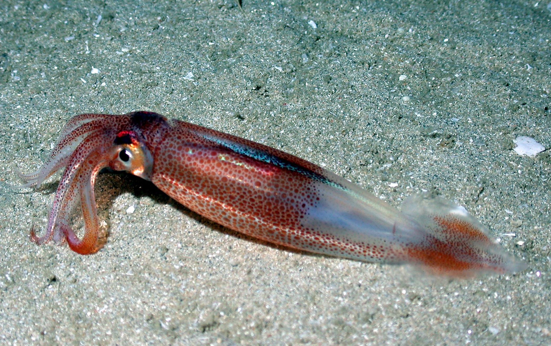 squid on the ocean floor