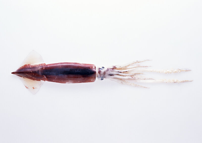 Squid on white background