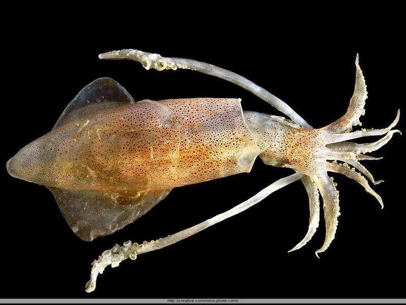 Squid specimen on black background
