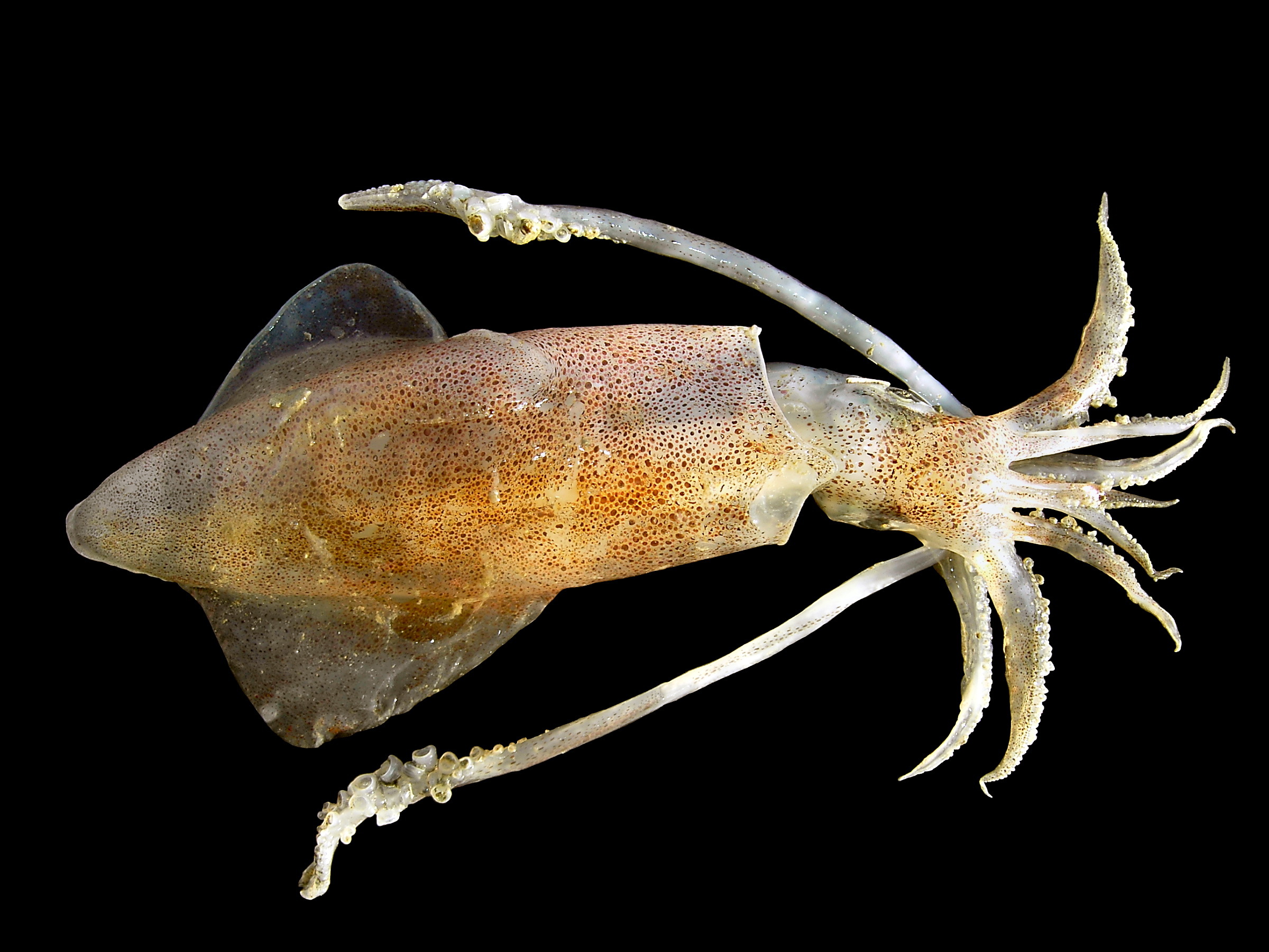 Squid specimen on black background