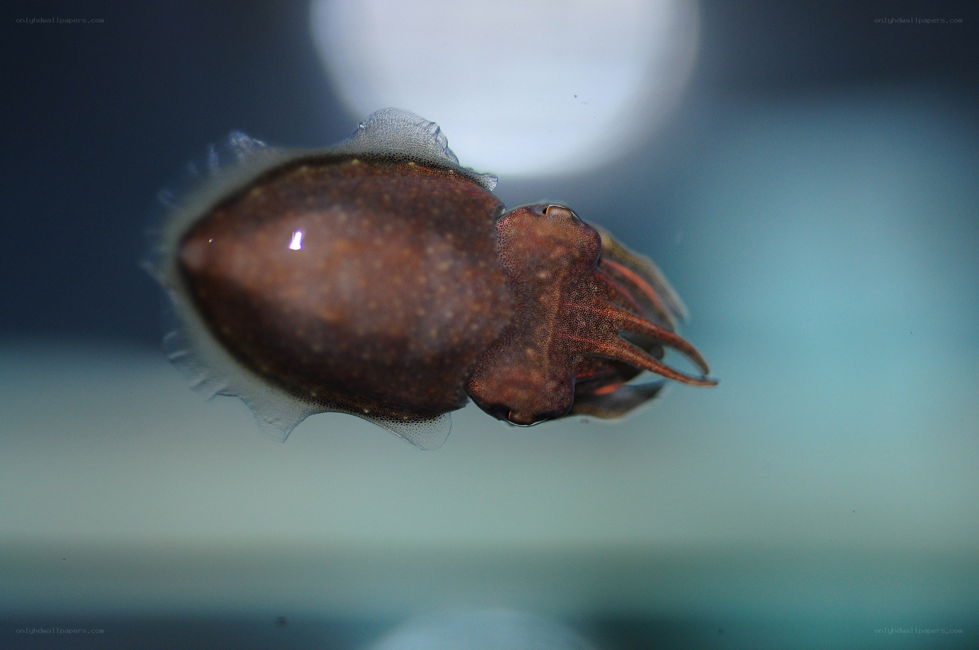 Squid swimming in water