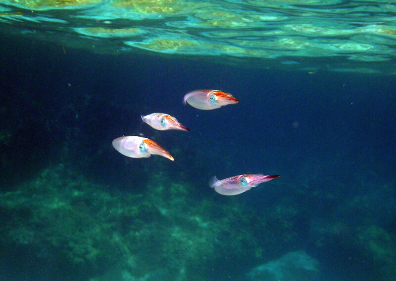 squid swimming underwater